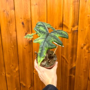 Alokázia (Alocasia tandurusa) ´JACKLYN´ - výška 20-25 cm, kont. C1,5L